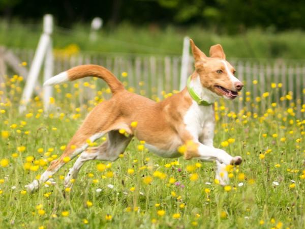 MISE AU POINT SUR LE CHIEN DE CHASSE PODENCO 